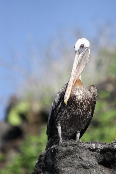 Galapagos Islands vol.3～ノースセイモア島(North Seymour)～