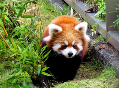 晩秋のレッサーパンダ紀行【１】　周南市徳山動物園　 大人気！！今年生まれの４匹の子レッサー！！