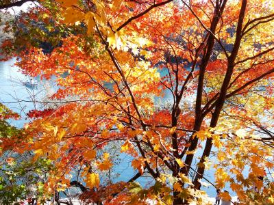 2011年10月 土湯温泉 里の湯で松茸三昧★五色沼に魅せられ野地温泉であったまる