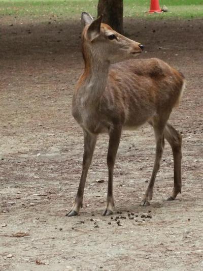 関西へ…=④奈良１／２=