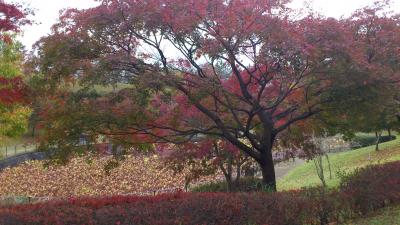 2011-11-06  信楽・陶芸の森の紅葉
