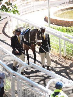 南ア便り～Gautrain乗車と美しい馬たち鑑賞