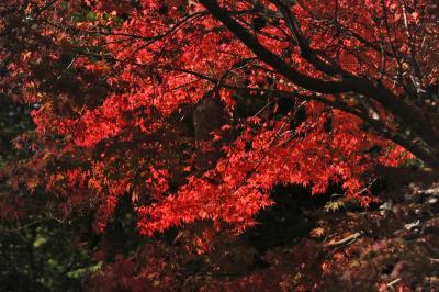 富士山一周④もみじ回廊