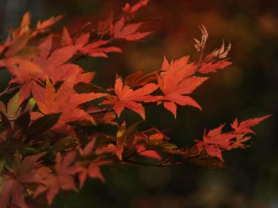 富士山一周⑤河口湖・南側