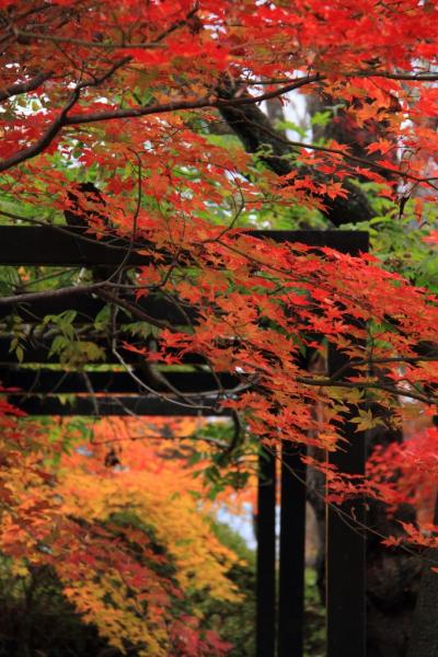 伊那 紅葉 に関する旅行記 ブログ フォートラベル 長野県