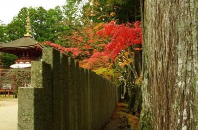 高野山の紅葉