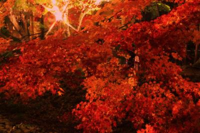 紅葉真っ盛り！富士河口湖紅葉まつり