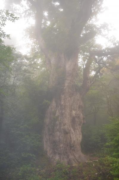 世界遺産の島　屋久島　3日目