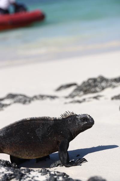 Galapagos Islands vol.4～サンタクルス島・バッチャスビーチ(San Cristbal island Bachas Beach)～