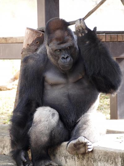 今日は無料開放日♪　東山動植物園