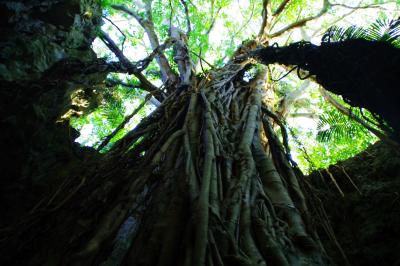 四泊五日で憬れの沖縄へ 四日目、沖縄本島