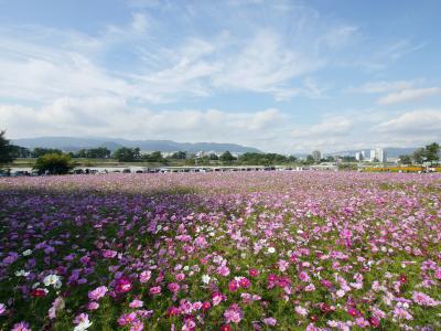 武庫川河川敷　尼崎のコスモス園と宝塚の皇帝ダリア。