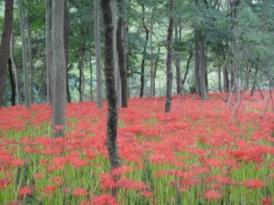 巾着田の曼珠沙華と日和田山