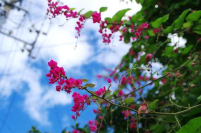 四泊五日で憬れの沖縄へ 四日目、沖縄本島