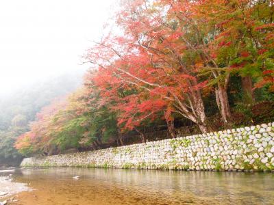 濃霧でも行っちゃえ～！紅葉狩り　《安芸高田市・唯称庵跡のカエデ林》