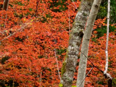 宍粟市紅葉めぐり