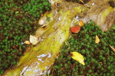 十一面観音と千手観音クラシックメドレー～海龍王寺・法華寺編～。