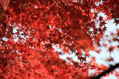 平泉の紅葉