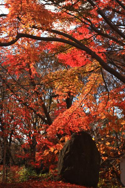 今年、初の紅葉♪とクリスマスイルミ。