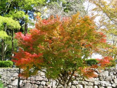 丹波三山と篠山城址のもみじ