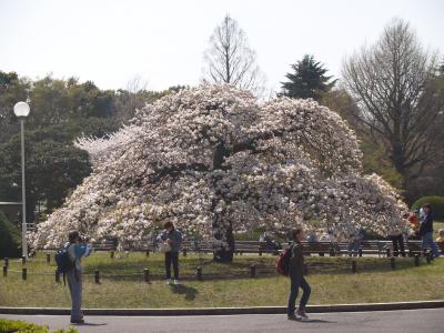 東京国立博物館（東博）（上野公園）の桜－2005年