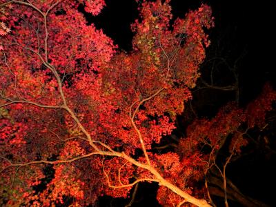 晋作の夜紅葉～下関・東行庵～