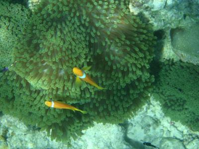 5度目のモルディブ旅行　　南マーレ環礁　ビヤドゥアイランドリゾート4回目　その3　ダイビング