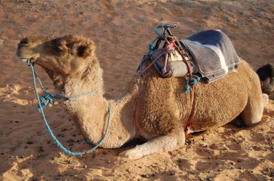 恐るべし Sahara Expedition  ～砂漠ツアー＋フェズ編～　2011