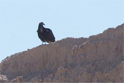 バッドランズ / ラピッドシティーのハイキング (メディシン ルート ループ)