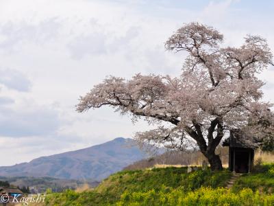 中通りの桜の名所