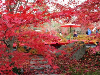 2016年分追加◆祝555冊♪京都の紅葉メモリーズ（宝厳院、高台寺、圓徳院、円山公園、東寺、瑠璃光院、銀閣寺、知恩院、安楽寺、厭離庵、宝筐院、東福寺、龍安寺、三千院、宝泉院、圓光寺、詩仙堂、南禅寺、永観堂、光明寺、勧修寺、毘沙門堂、金蔵寺、北野天満宮、清水寺、三室戸寺、興聖寺、常照寺、源光庵、大覚寺、青蓮院、金戒光明寺、真如堂、今熊野観音寺）