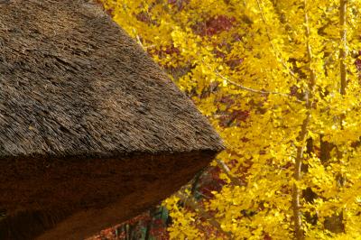 昔懐かしい茅葺屋根の風景が残る「西湖いやしの里根場」の素晴らしい紅葉