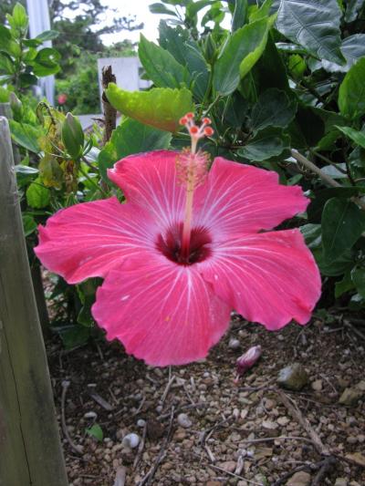 子連れde沖縄～２歳でも★青の洞窟シュノーケル