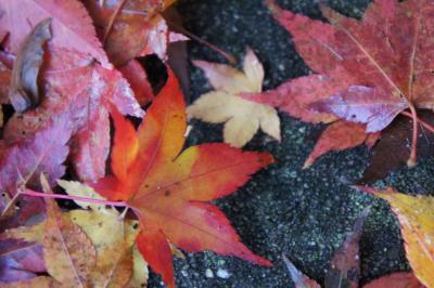 ２０11年！今年も紅葉の季節がやって来た！今年最初の紅葉散歩は有馬から＝☆