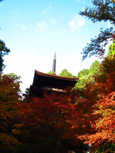 子どもと一緒に訪ねる、湖東三山・金剛輪寺の血染めの紅葉