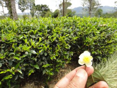 お茶とアーユルヴェーダの旅③＋セイロンティートレイル・ヌワラエリア