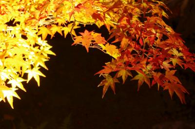 夜の公園紅葉ライトアップへ・・・in京都