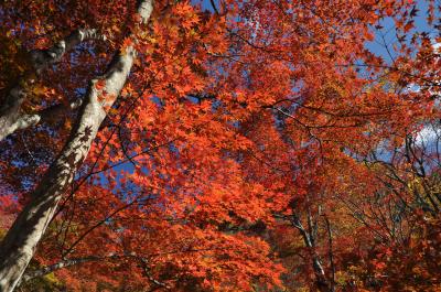 秋の碧空に惹かれ紅葉狩りｉｎ京都