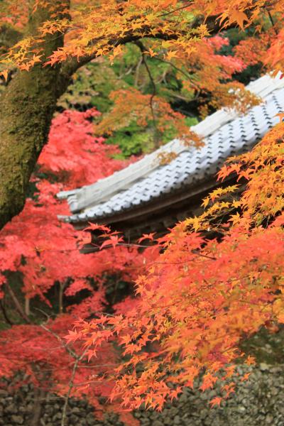 滋賀の紅葉の旅　2　～永源寺～