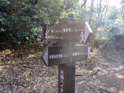 鎌倉/天園ハイキング　一寸きつい歩行コース１１月/2011