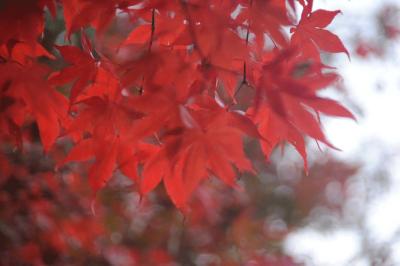 虹の郷の紅葉