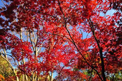 秋の川崎・日本民家園　紅葉はどうでしょう？