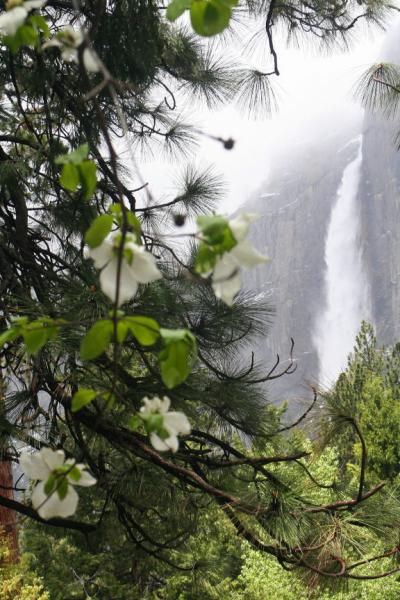 加州ドライブの旅ー２０　ヨセミテ国立公園（Ｃ）　ヨセミテ滝