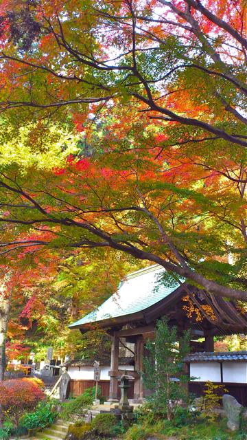 栃木県：”車で地元巡り”　裏山の散策目的で乾徳寺（那珂川町）へ、紅葉にため息