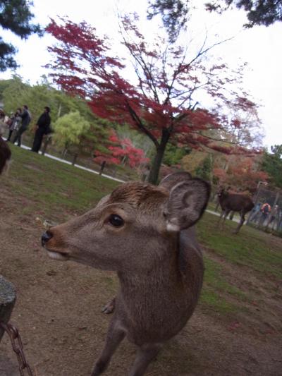 ふらり奈良まで