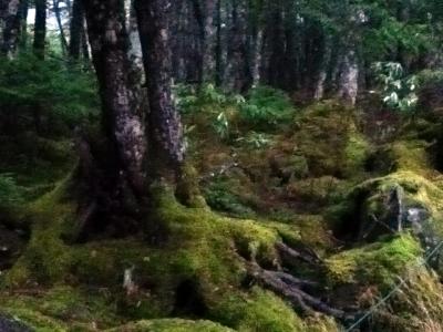 山登り 北八ヶ岳、雨とガスワンダー歩き