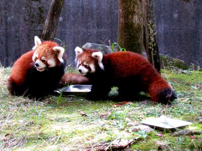 晩秋のレッサーパンダ紀行【１４】　鹿児島市平川動物公園　瞬瞬君の忘れ形見　シュンペイ君命名式