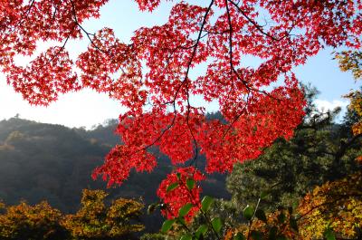 京都　紅葉を愛でる　嵐山編