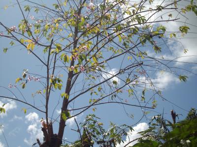 ナイロビ、キリマンジャロ、チェンマイの旅８　ドイメサロンの桜