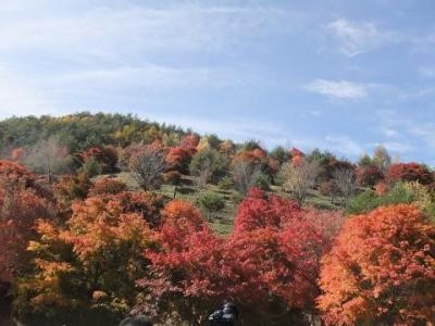 【紅葉】ここから始まった紅葉の旅